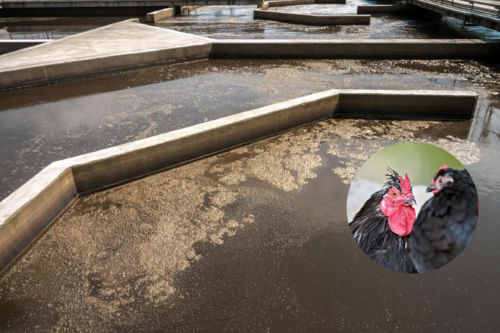 屠宰廢水處理方案｜穩(wěn)定達(dá)標(biāo)，運維更簡便